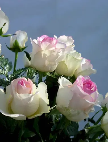 Желаю счастья розы