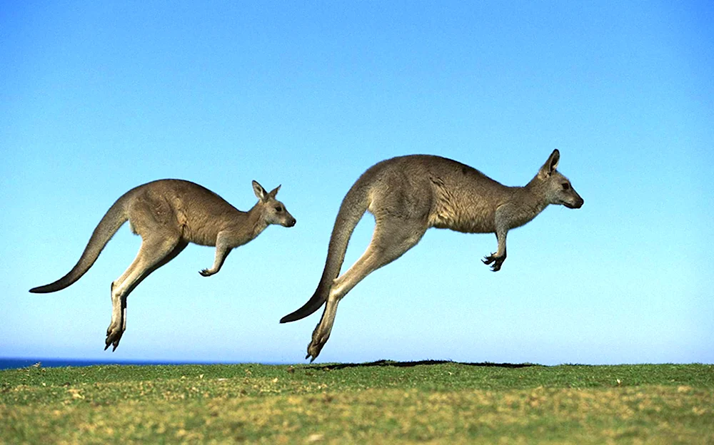 Животные Австралии кенгуру