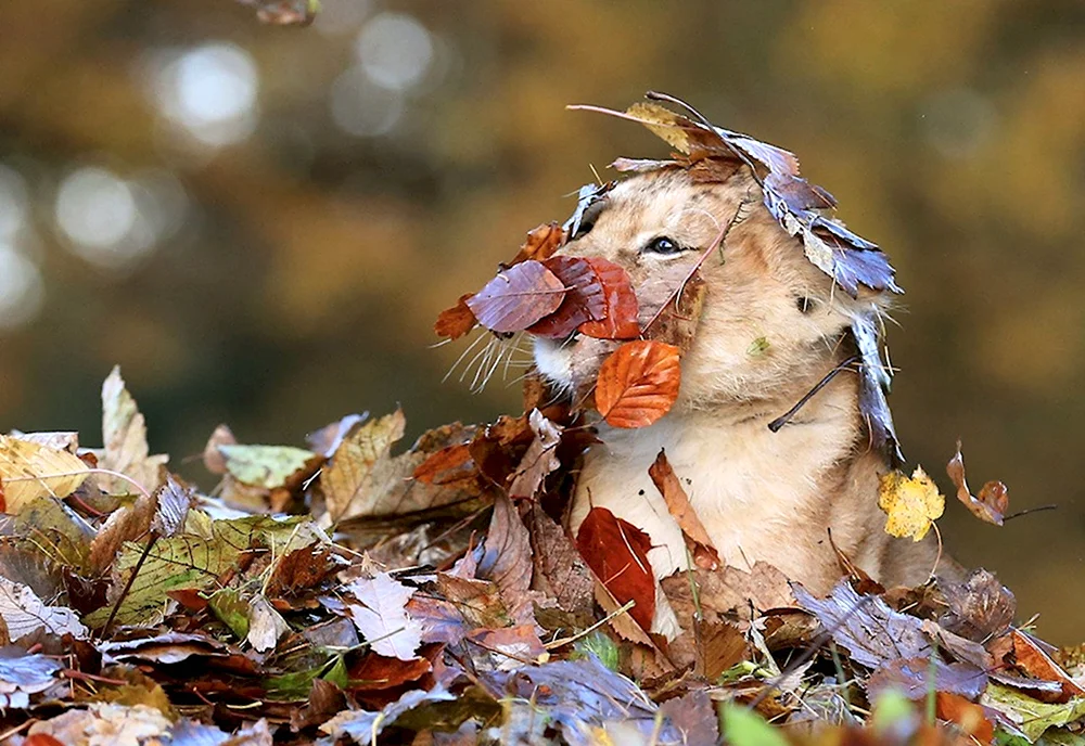 Животные в осенних листьях